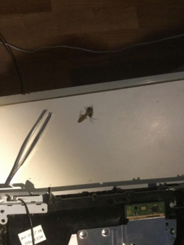 Cockroach in PS4